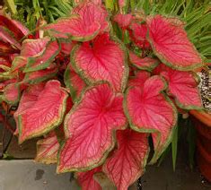 Maybe you would like to learn more about one of these? Eight Flowers Perfect for Florida's Warm Weather ...