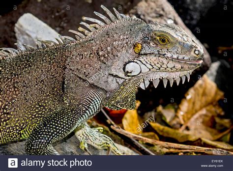 Green Iguana Martinique West Indies Stock Photo Royalty