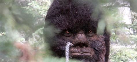 Meditative and observational, the film upends the idea of the travelogue, focusing instead on the tension in an ecstatic, dreamlike look at african american representation, both real and imagined. Discovering Bigfoot Is a Bigfoot Documentary Made by a ...