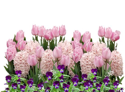 Spring Tulips Easter · Free Photo On Pixabay