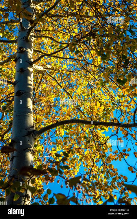 Aspen Tree In Fall Colors Stock Photo Alamy