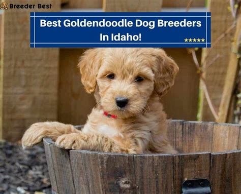 4 Best Goldendoodle Breeders In Idaho 2022 Breeder Best