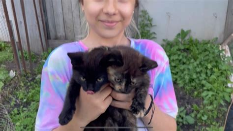 Two kittens in village - YouTube