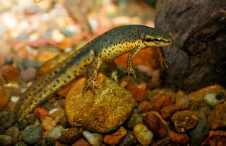 Do Newts Salamanders Make Good Pets Five Points To Consider