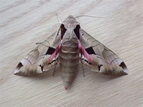 11 Wildly Colored Moths To Brighten Your Day Moth Brighten Your Day