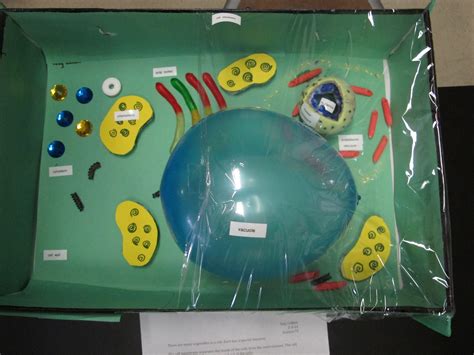 Plant Cell In A Box 2014 Plant Cell Model Plant Cell Project
