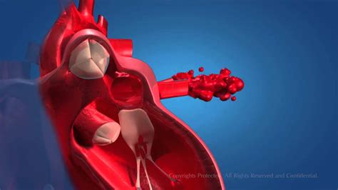 Human Circulatory System Youtube
