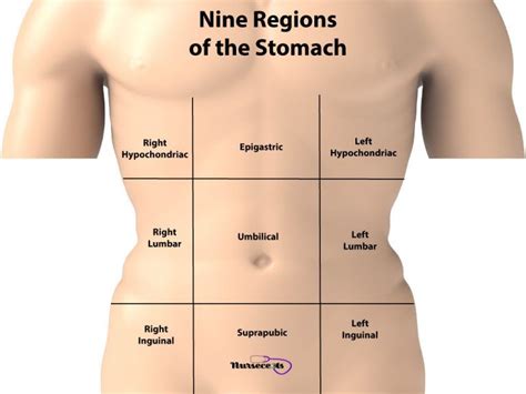 Left ureter and reproductive organs ( left ovary or left spermatic chord). 11 Facts About the Gastrointestinal System Every Nursing Student Should Know | Nursing students ...
