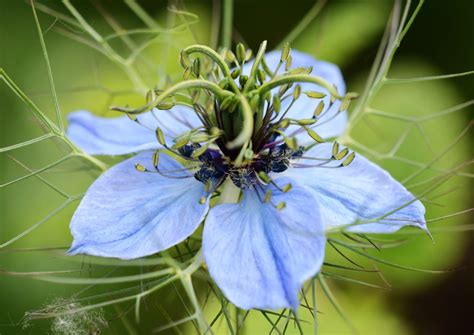 Nigella Love In The Mist Care And Growing Tips Horticulture™