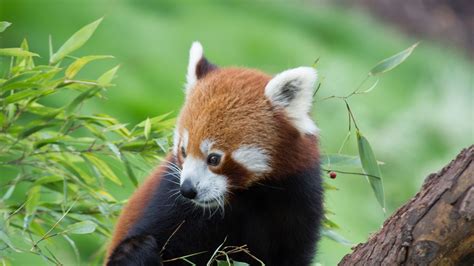 Wallpaper Id 3259 Red Panda Bamboo Cute Animal 4k Free Download
