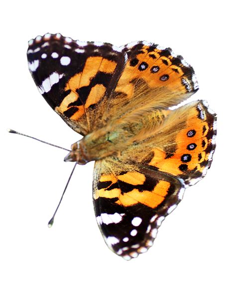 3 000 ilustracji z kategorii motyle i natura łącznie pixabay