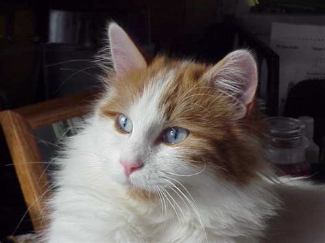 27 Top Photos Turkish Van Kittens For Sale Beautiful Blue Kitten