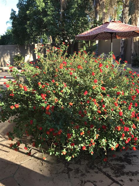 Mohammad Karataev Arizona Red Flowering Shrubs Year Round Color