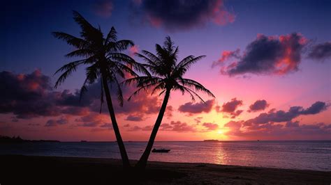 palm tree sunset wallpapers top free palm tree sunset backgrounds wallpaperaccess