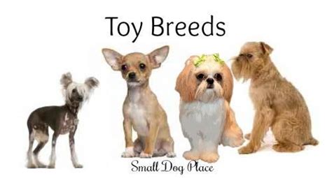 94 Best All Small Dog Breeds Images On Pinterest Breeds
