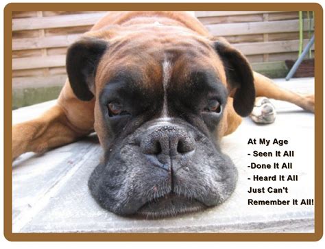 Funny Old Boxer Dog Forgetting Refrigerator Tool Box Magnet T Card
