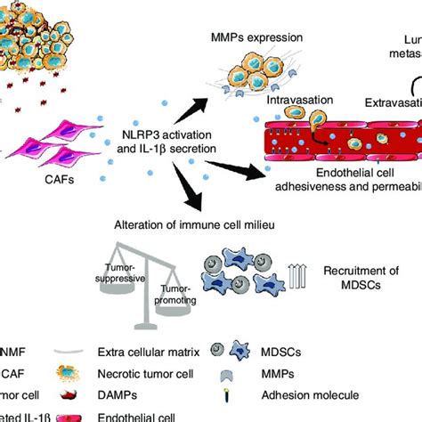 Summary Activation Of The Nlrp3 Inflammasome In Cancer Associated