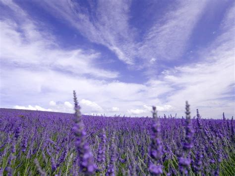 Clouds Landscapes Nature Skylines Lavender Purple Flowers