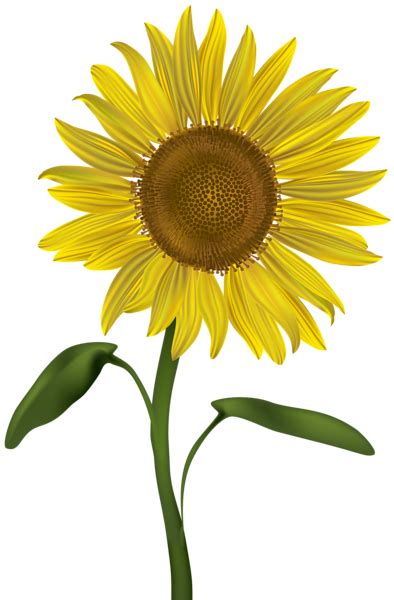 Sunflower Clipart Sunflower Png Sunflower Bouquets Image Transparent