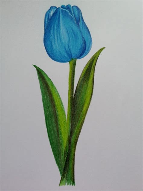 Tulipan Azul Colorful Drawings Flower Art Drawing Art Drawings Simple
