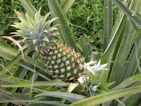 Grow Your Own Pineapple Lsu Agcenter