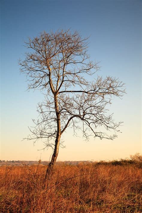 Lonely Tree Landscape Stock Photo Image Of Beauty Coastal 45918812