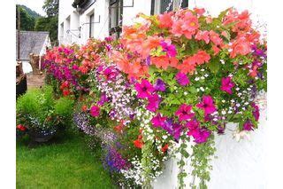 Best perennial flowers for flower boxes. The Best Perennials to Plant in Window Boxes | Window box ...