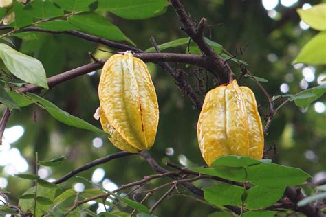 Starfruit Trees Plant Care And Growing Guide