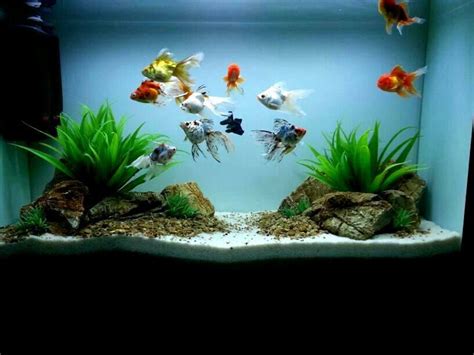 Incredible Simple Fish Tank Designs With New Ideas Home Decorating Ideas