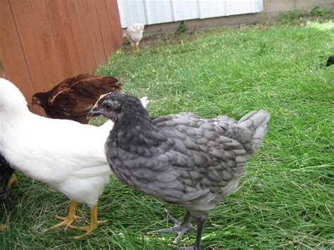 Rainbow Layers Breeds Backyard Chickens Learn How To Raise Chickens
