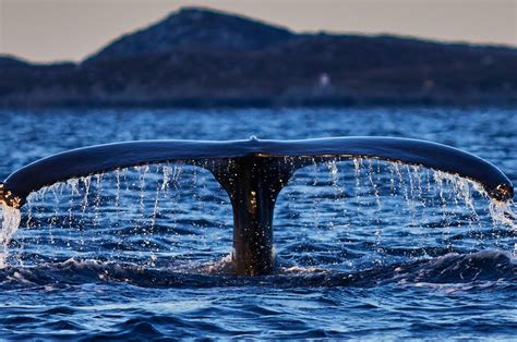 Whale Watching Tromso Whale Safari Norway — Arctic Cruise In Norway