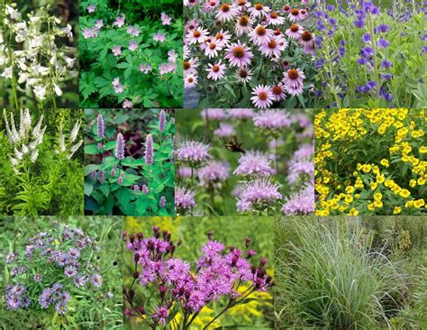 1 Pollinator Garden Collection For Sun To Part Sun Dry To Moist Organic Gardening Books Grass