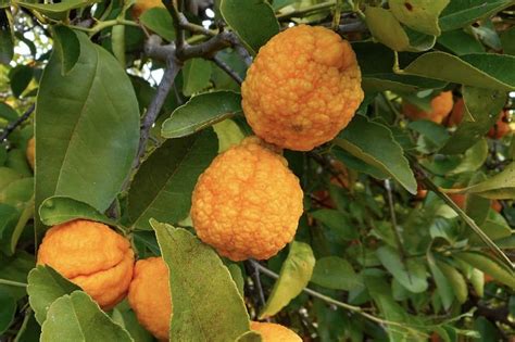 20 Varieties and Types of Lemons from All Over the World - MORFLORA