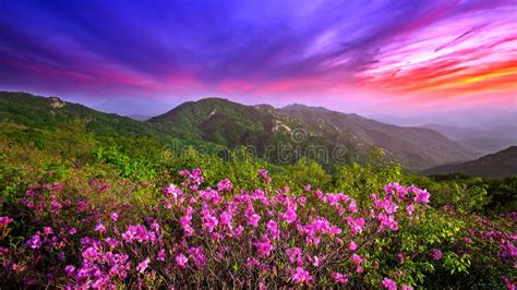 Beautiful Pink Flowers On Mountains At Sunset Hwangmaesan Mountain In
