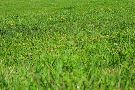Green Grass Nature · Free Photo On Pixabay