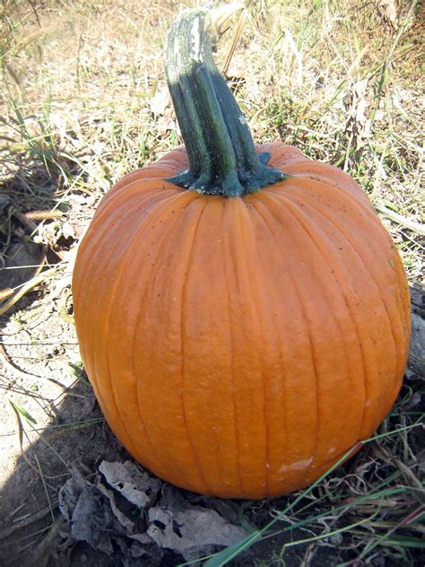 Pumpkins 4 Jentycrow1 Flickr
