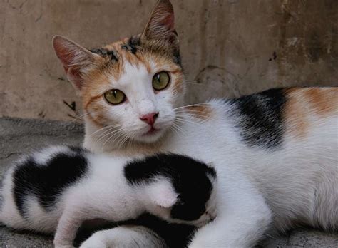The Calico Cat - Cat Breeds Encyclopedia