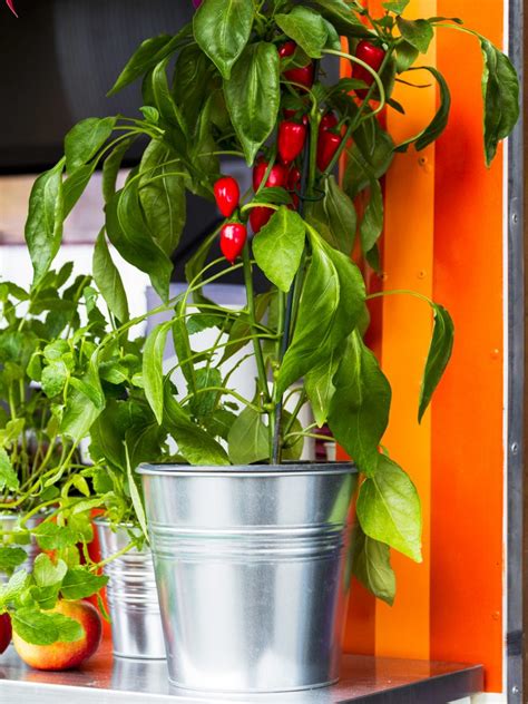 9 Awesome Balcony Garden Ideas And Tips Plants For Your Balcony