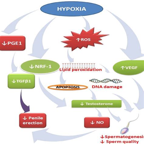 Mechanisms Associated With Hypoxia Induced Male Reproductive