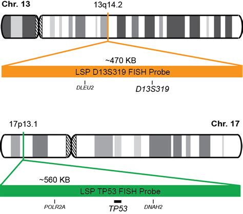 D13s319tp53 Fish Probe Kit Cytotest