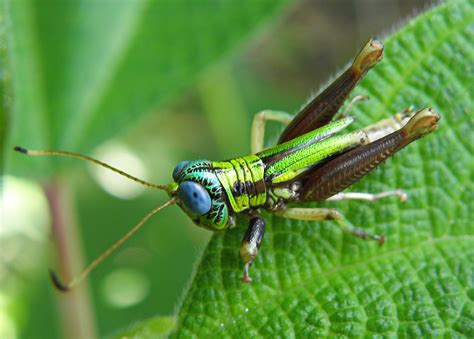 Crickets are orthopteran insects which are related to bush crickets, and, more distantly, to grasshoppers. grillo de ojos azules /blue-eyed cricket (Megacheilacris ...