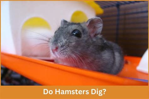Do Hamsters Dig Exploring Hamster Digging Behavior
