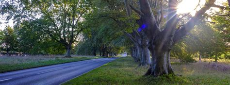 Early Morning Autumn Light On The Beech Tree Avenue Near Kingston Lacy