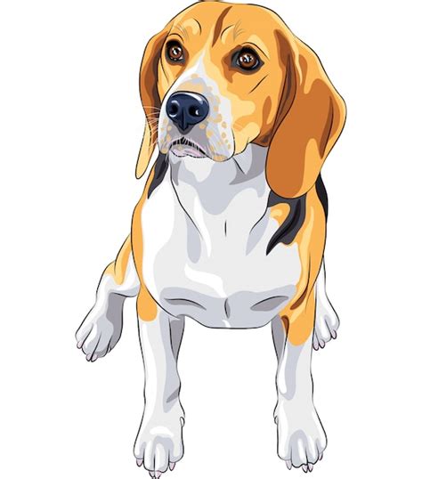 Premium Vector Sketch Dog Beagle Breed Sitting