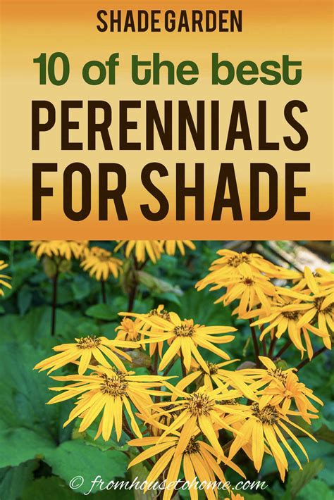 Tall Shade Perennials 10 Flowering Plants That Bloom In The Shade