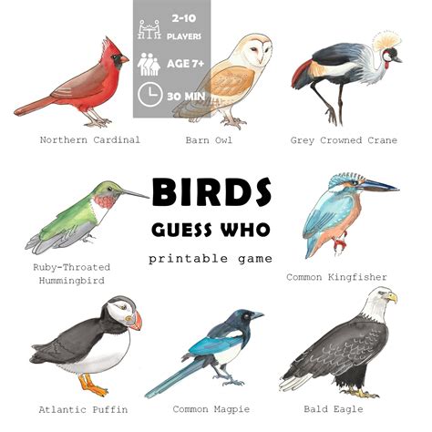 Bird Guess Who Game Basic Version Adventure In A Box