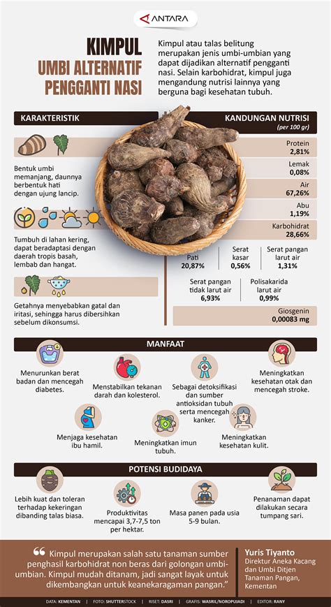 Kimpul Umbi Alternatif Pengganti Nasi Infografik Antara Sumatera Selatan