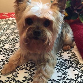 Review the details, and securely hire on homeguide. Ginny's Pet Grooming - 12 Reviews - Pet Groomers - 2111 ...