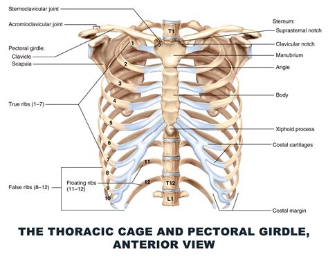 The Thoracic Cage And Pectoral Girdle Anterior View Anatomy Images