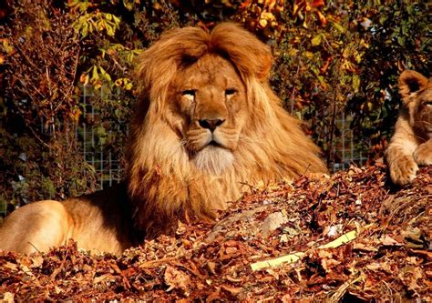Top 15 Hình Nền Sư Tử Lion đẹp Cho Máy Tính Hình động Vật